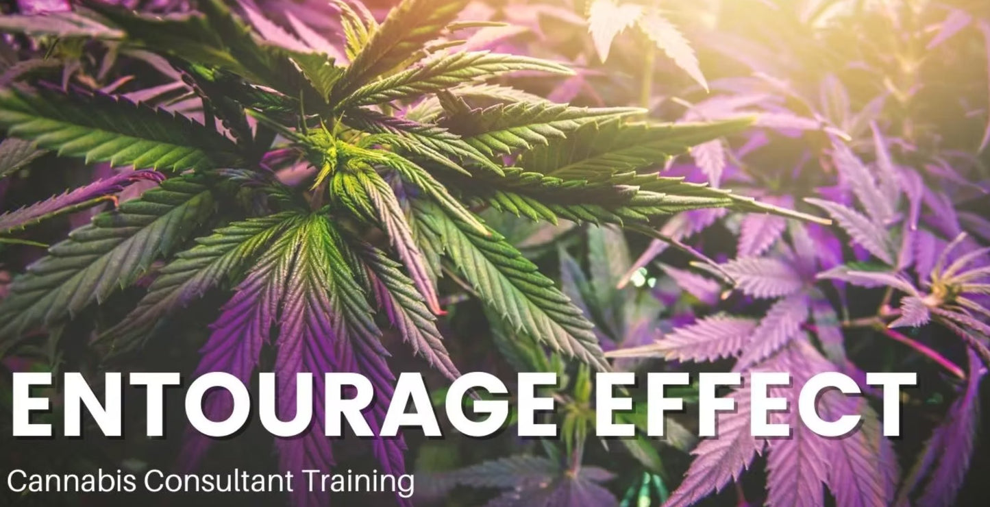 Course Bundle - Trichome Institute Shop