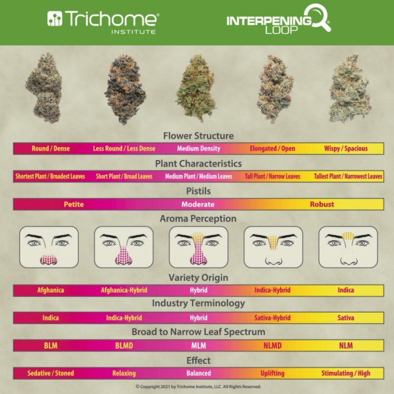 Interpening Loop 2021 Edition - Trichome Institute Shop