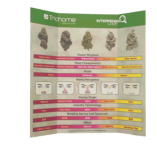 Interpening Loop 2021 Edition - Trichome Institute Shop