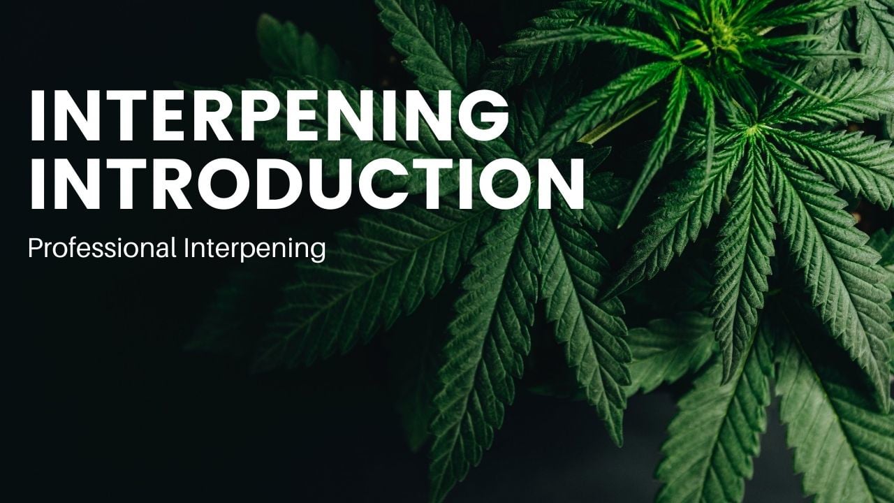 Professional Interpening - Trichome Institute Shop