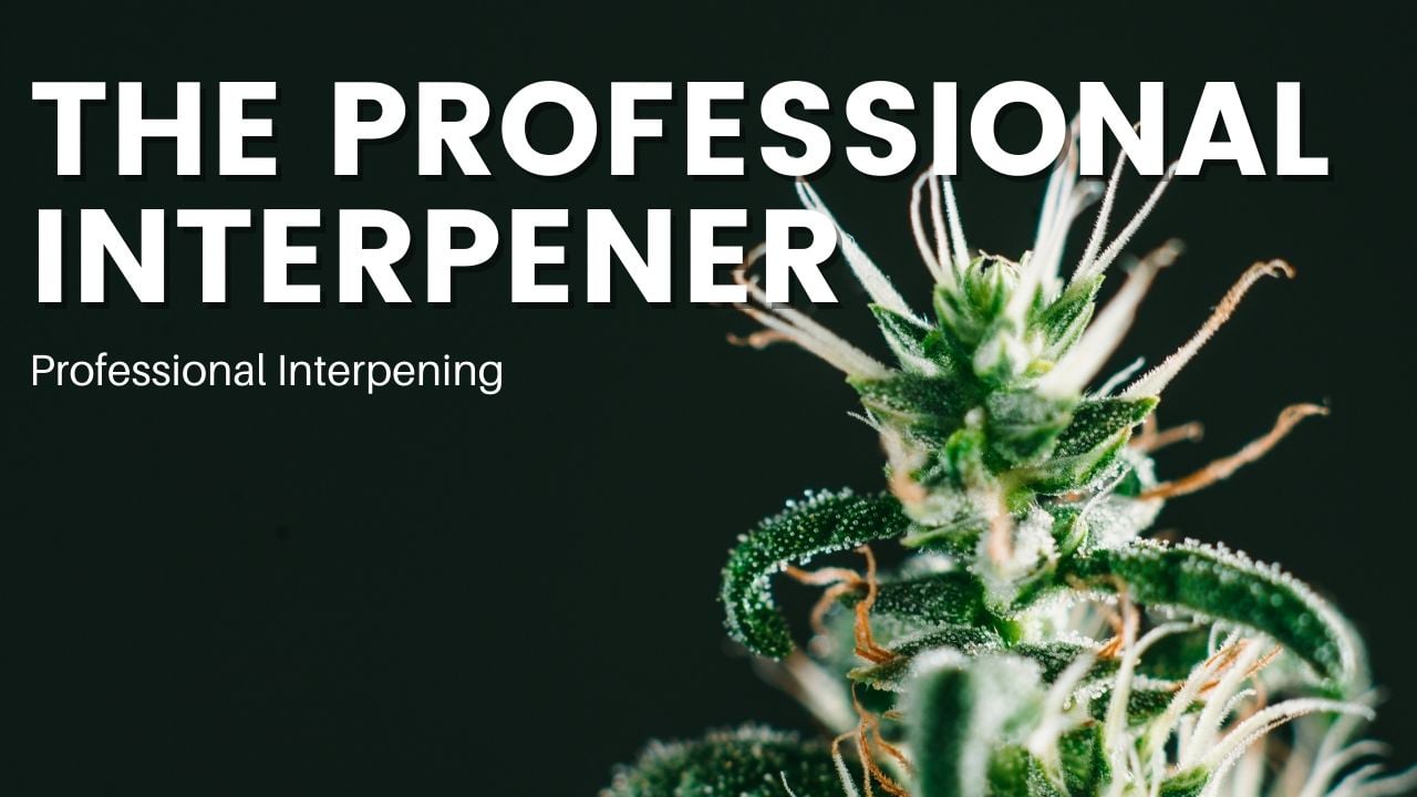 Professional Interpening - Trichome Institute Shop