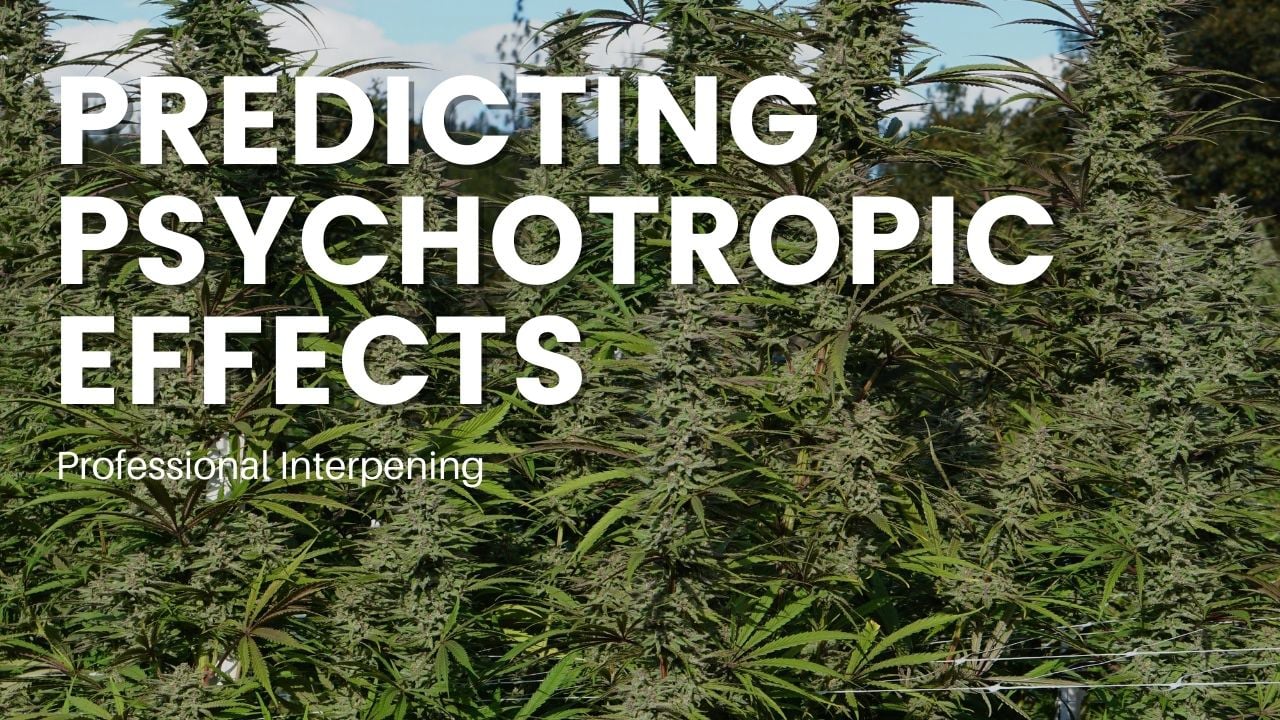 Professional Interpening - Trichome Institute Shop